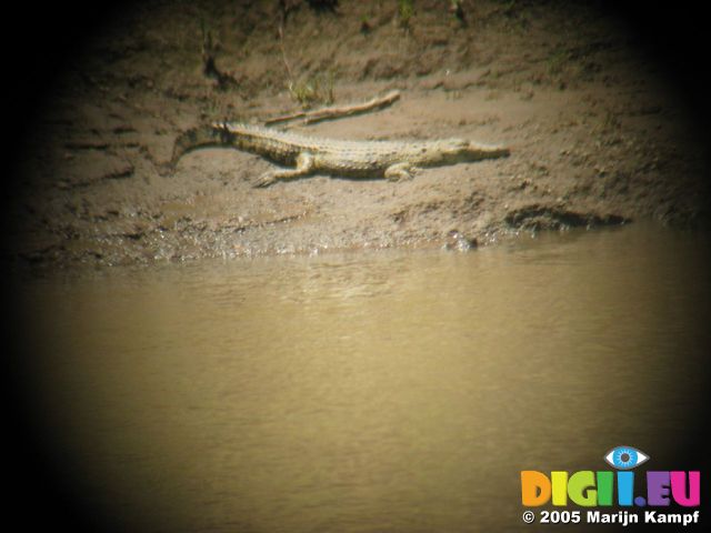 14799 Crocodile through binoculars